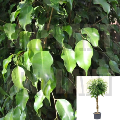 Ficus Dark Braided Plant 7 Gallon Pot Ficus Benjamina Midnight Braid Plant 4-6 Ft Tall Indoor Live Plant Ht7