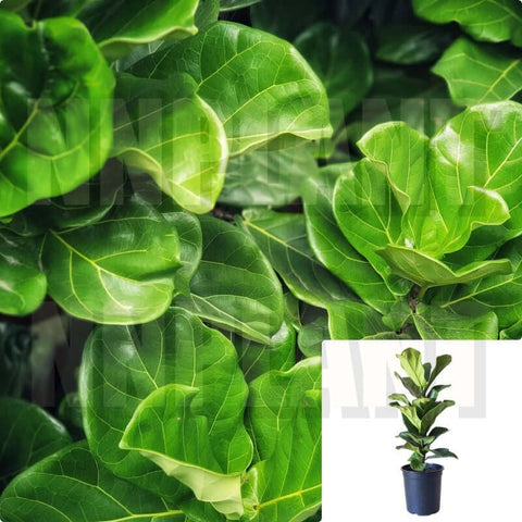 Ficus Lyrata Ficus Plant Fiddle Leaf Fig Fiddleleaf 5Gallon 4 5 Ft Tall Live Pl Ht7 Best