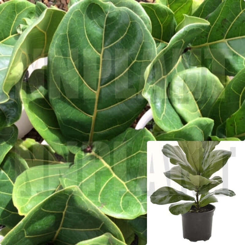 Ficus Lyrata Plant Fiddle Leaf Fig From 2Gallon 3-4Ft Houselive Plant Ht7