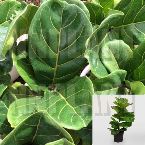 Ficus Lyrata Plant 7 Gallon Pot Fiddle Leaf Fig Plant Banjo Fig Plant Indoor Live Plant Ht7