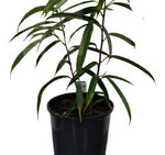 Ficus Sabre Ficus Long Leaf Ficus 28-38In Tall 2Gallon Plant Dwarf Sabre Leafed Fig Long Live Plant Ht7 Best