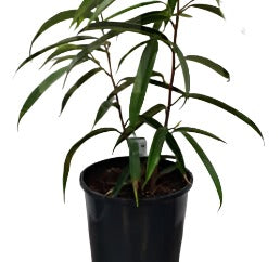 Ficus Sabre Ficus Long Leaf Ficus 28-38In Tall 2 Gallon Plant Dwarf Sabre Leafed Fig Long Live Plant Ht7 Best