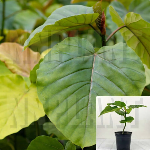 Ficus Umbellata 6Inches Plant Umbrella Tree Fig Plant Indian Laurel Indoor Live Plant Pr7