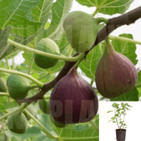 Fig Conadria 5Gallon Ficus Carica Plant Fruit Tree Perennial Live Plant Ho7A