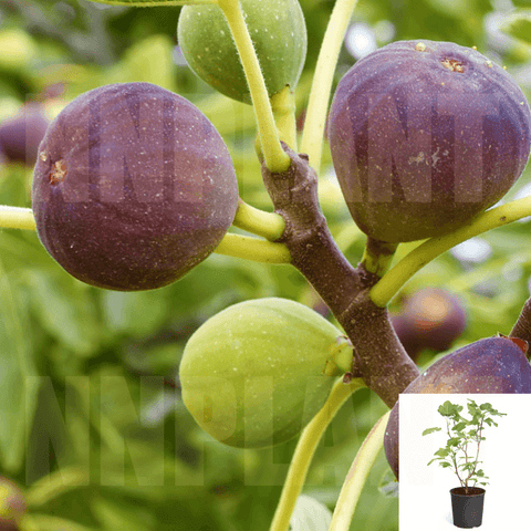 Fig Improved Brown Turkey 5Gallon Fruit Tree Improved Brown Turkey Fig Live Plant Outdoor Ho7A
