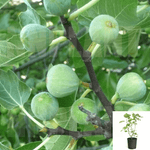 Fig Kadota 5Gallon Ficus Carica Kadota Fruit Tree Live Plant Outdoor S