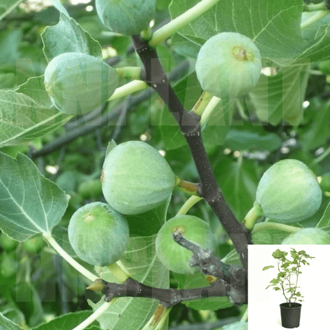 Fig Kadota 5Gallon Ficus Carica Kadota Fruit Tree Live Plant Outdoor S