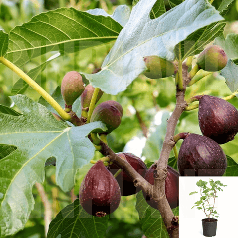 Fig Violette De Bordeaux 5Gallon Fruit Tree Vista Live Plant Outdoor Ho7A