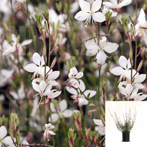 Gaura Belleza White 1 Gallon Wand Flower Butterfly Bush Beeblossoms Evergreen Perennial Live Plant Ho7
