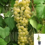 Princess Grape 5 Gallon Vitaceae Live Plant Outdoor Ho7Gr7