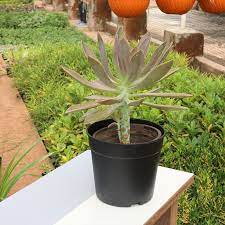 Graptopetalum Paraguayense Plant 1Gallon Ghost Mother Of Pearl Plant Succulent Drought Tolerant Ht7