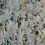 Graptopetalum Paraguayense Agavaceae Succulent Plant Mother Of Pearl Plant Plant Ghost 2cuttings Live plant ht7 Best