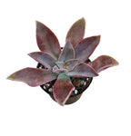 Graptoveria Fred Ives Plant 4Inches Graptopetalum Paraguayense Echeveria Gibbiflora Plant Succulent Drought ht7