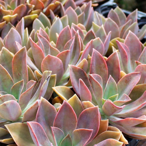 5 Cuttings Graptoveria Fred Ives Graptopetalum Paraguayense Echeveria Gibbiflora Succulent Drought Tolerant Plant