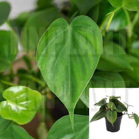 Heart Leaf Philodendron Philodendron Cordatum 4Inches Pot Ma Live Plant Hanging Ht7 Best