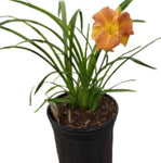 Hemerocallis Orchid Candy 1 Gallon Daylily Flower Mr7 Dead Nettle Waterfall Evergree Live Plant