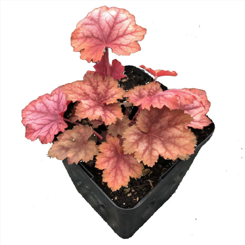 Heuchera Splendens Firefly Plant Coral Bells Red 1 Gallon Live Plant Sct1 Mr7