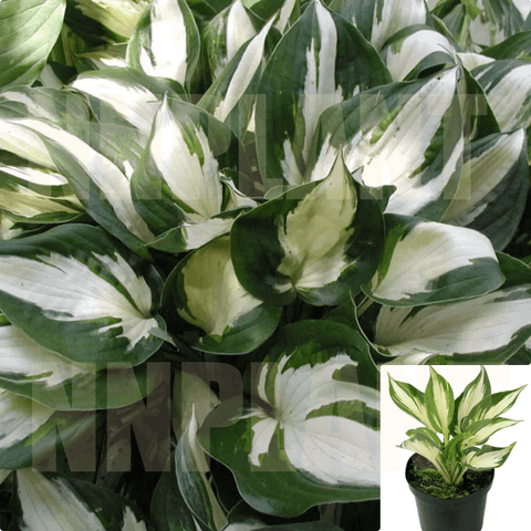 Hosta Fire And Ice 1Gallon Ain Lily Hosta Fire And Ice Plant Evergreen Live Plant Ho7