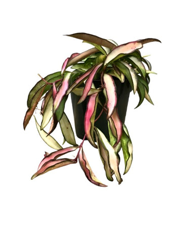 Hoya Wayetti Tricolor Plant 6Inches Porcelain Flower Wax Flower Wax Plant Hanging Foliage Live Plant