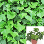 Ivy Algerian Ivy 4Inches Pot Hedera Canariensis Baltic Ivy Plant Hanging Live Plant Ht7 Best