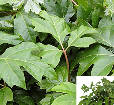 10Cuttings ivy Oak Ivy Oak Leaf Ivy Fern Cissus Alata Vine Wall covering Leaf Ivy Venezuela Tree Live Plant Not Rooted H