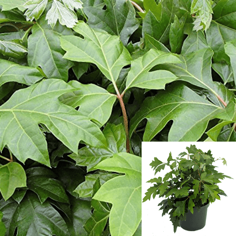 10Cuttings ivy Oak Ivy Oak Leaf Ivy Fern Cissus Alata Vine Wall covering Leaf Ivy Venezuela Tree Live Plant Not Rooted H