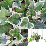 Ivy English Variegated 4Inches Ivy Glacier Houseplant Pot Live Plant Ht7 Best