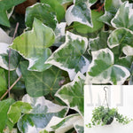20Cuttings Ivy Variegated Ivy English White Green Ivy Plant Not Rooted