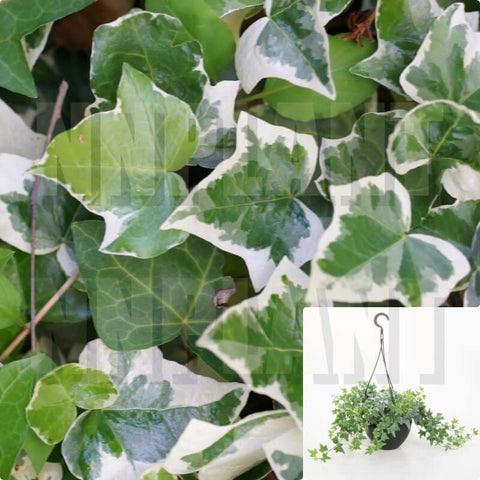 20Cuttings Ivy Variegated Ivy English White Green Ivy Plant Not Rooted