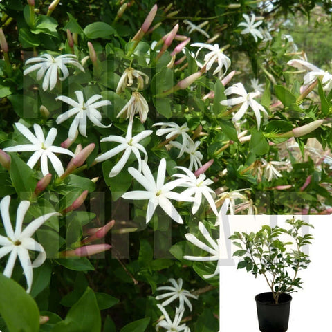 Jasminum Angulare 1Gallon South African Jasmine Plant Flower Live Plant Mr7Ht7