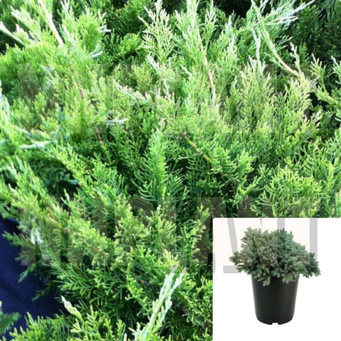 Juniperus Chinensis Buffalo 1Gallon Juniperus Chinensis Accent Shrub Plant Juniperus Chinensis Buffalo Groundcover Live
