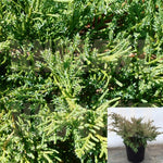 Juniperus Chinensis Pfitzeriana Aurea 5Gallon Juniperus Chinensis Pfitzeriana 5Gallon Compact Pfitzer Juniper Live Plant Outdoor Ho7