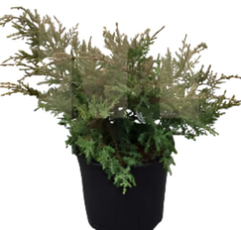 Juniperus Chinensis Pfitzeriana Aurea 5Gallon Juniperus Chinensis Pfitzeriana 5Gallon Compact Pfitzer Juniper Live Plant Outdoor Ho7