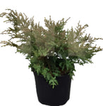 Juniperus Chinensis Pfitzeriana 5Gallon Compact Pfitzer Juniper Live Plant Outdoor Ho7