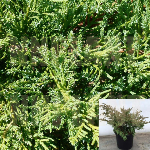 Juniperus Chinensis Pfitzeriana Glauca 5Gallon Compact Pfitzer Juniper Live Plant Outdoor Ho7