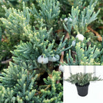 Juniperus Prince Of Wales Plant Chinensis Horizontalishinensis Wiltonii 1 Gallon Live Plant