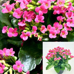 Kalanchoe Pink 4Inches Pot Succulents single  pink flower forever Chandelier LIVE Plant Devils Backbone succulent kalanchoe Ht7 Best