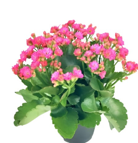 Kalanchoe Pink 4Inches Pot Succulents single pink flower forever Chandelier LIVE Plant Devils Backbone succulent kalanchoe Ht7 Best