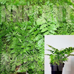 Fern Rumohra Adiantiformis 5Gallon Fern Leather Leaf 5Gallon Pot Rumohra Adiantiformis Fern Premium Rare Plant Gg7