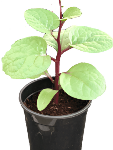 Malabar Spinach Green Vine Indian Spinach Lo Kui R 4Inches Pot Live Plant veggies best