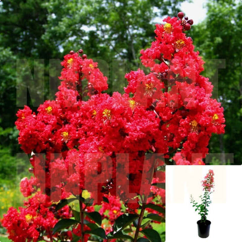 Lagerstroemia Indica Dynamite 5Gallon Crapemyrtle Plant Flower Live Plant