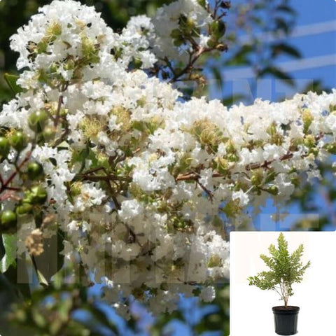 Lagerstroemia Indica Fau Natchez Tree 5Gallon Lagerstroemia Indica Natchez 5Gallon Crepe Mrytle Plant Tree Outdoor Flower Live Plant Ho7