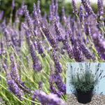 Lavandula Ang Grosso Plant Lavandula Angustifolia Grosso Plant Lavandula Angustifolia Purple 1Gallon Live Plant Shrub Gr