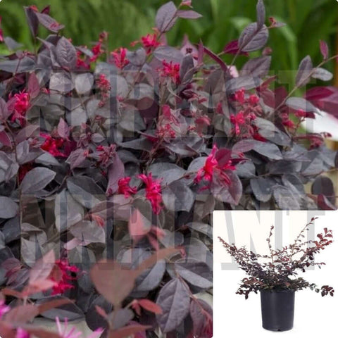 Loropetalum Red 1Gallon Loropetalum Chinese Everred Red Chinese Fringe Flower Live Plant Outdoor Gr7