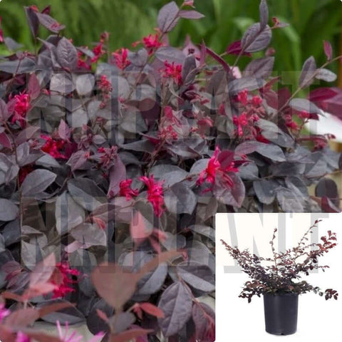 Loropetalum Ever Red 5Gallon Loropetalum Chinese Everred Red Chinese Fringe Flower Live Plant Outdoor Fr7