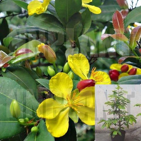 Ochna Atropurpurea 5Gallon Mickey Mouse Plant Flower Live Plant Cay Hoa Mai Vang Tu Qui