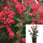 Lagerst Tuscarora Standard Tree 5Gallon Plant Largest Tuscarora Plant Lagerstroemia Indica Tuscarora Crape Myrtle Live P