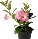 Mandevilla Pink Plant Mandevilla Vine Plant Rocktrumpet 1Gallon House Live Plantbell Flower Ht7