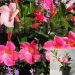 Mandevilla Pink Plant Mandevilla Vine Plant Rocktrumpet 1Gallon House Live Plantbell Flower Ht7