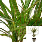 Marginata Cane 3Gallon Indoor Houseplant Air Purifying Full Plant Saihinh Plant Ht7